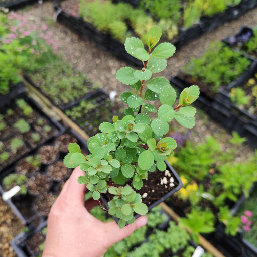 Спирея Вангутта (Невеста) - Долина роз фото 4