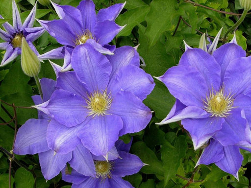 Клематис Лавсониана - Долина роз фото 7