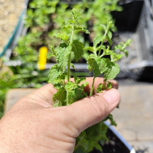 Мята Земляника мелколистная - Долина роз фото 3