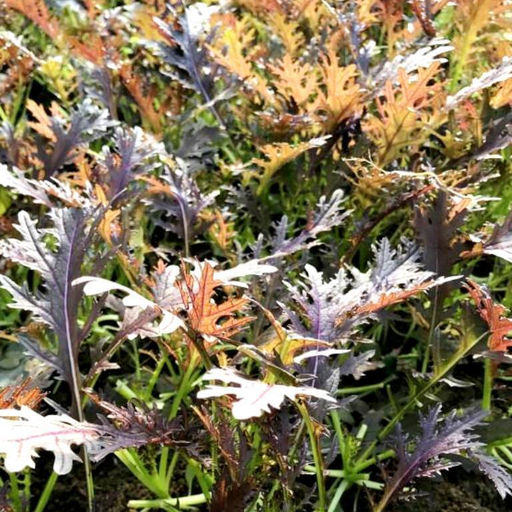 Мизуна - Ажурная Японская Капуста - ? ?? - Aka Mizuna