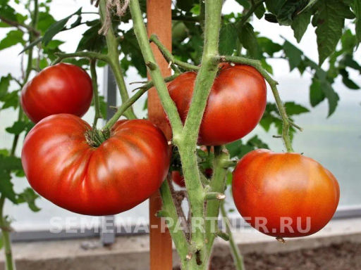 Томат Тасманский Шоколад - Партнер фото 3