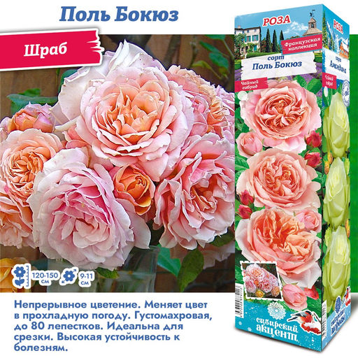 Роза Поль Бокюз (Шраб) 1шт