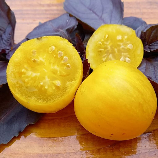 7087T Томат Хуан Ю 10шт