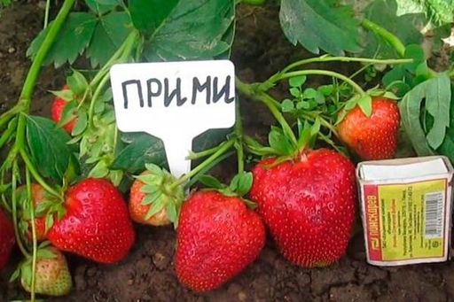 Клубника Прими А 10шт/пучок