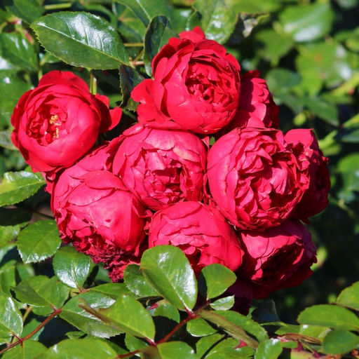 Роза Флорентина