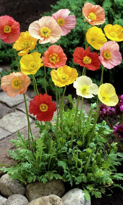 Мак МОНПАНСЬЕ Компактный и яркий!