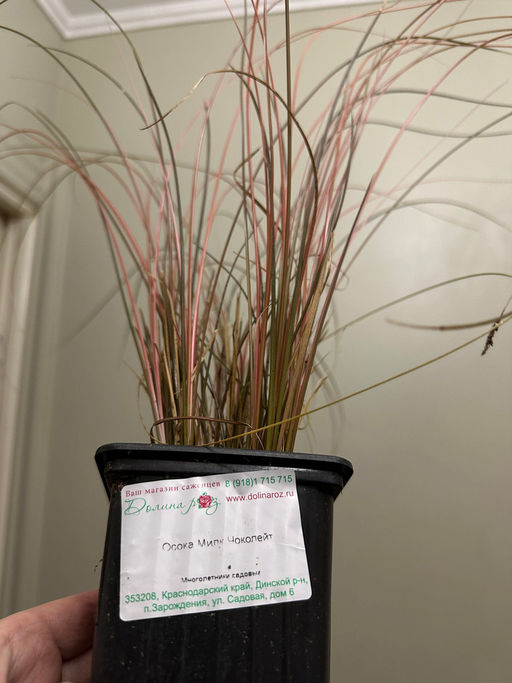 Осока Милк Чоколейт