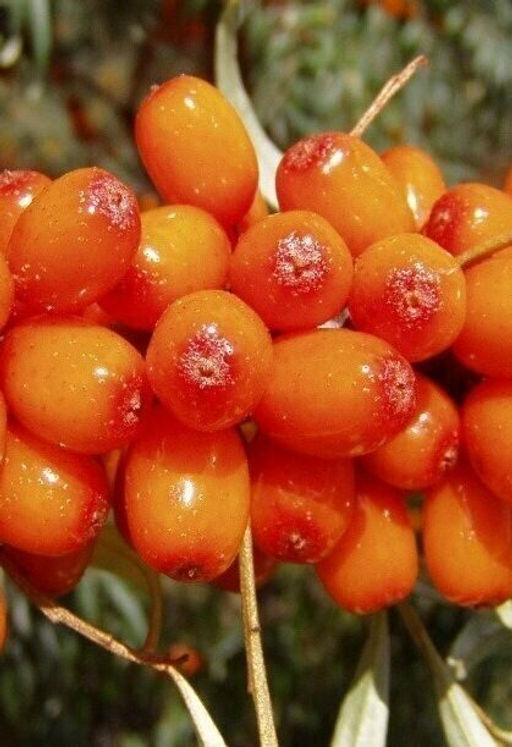 Облепиха Лиза (коробка) 1шт