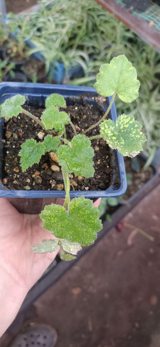 Толмия (наседка с цыплятами) - 1000корней фото 2