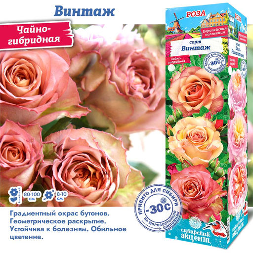 Роза Винтаж (Чайно-гибридная) 1шт