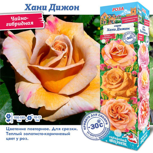 Роза Хани Дижон (Чайно-гибридная) 1шт