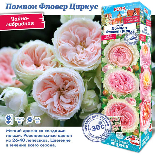 Роза Помпон Фловер Циркус (Чайно-гибридная) 1шт