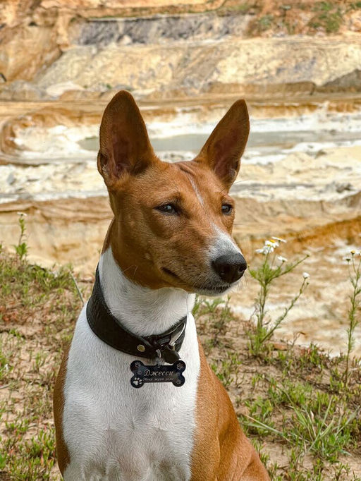 Жетон для собак с индивидуальной гравировкой - Vel vett фото 8