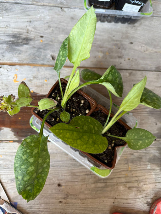 Медуница Смоки Блу