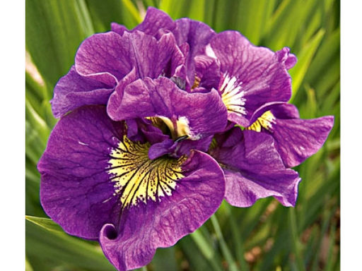 Ирис Double Standard (Дабл Стандарт) - Долина роз фото 3