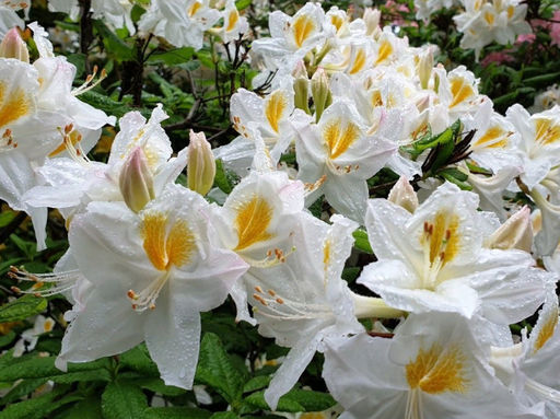 Азалия крупноцветковая Oxydol (Оксидол) - Долина роз фото 4