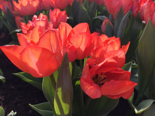 Тюльпан Цваненбург Вэрайети - Долина роз фото 3