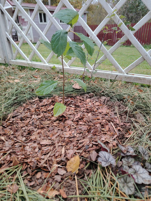 Гортензия метельчатая Коттон Крим