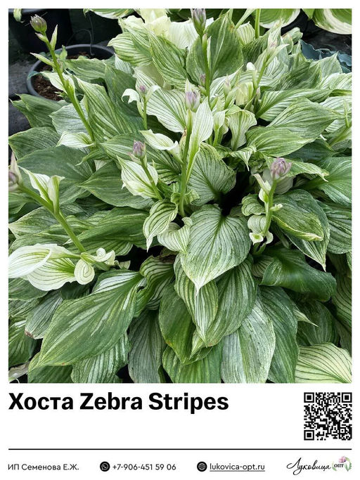 Хоста Zebra Stripes