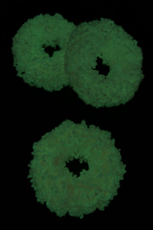 Резинки для волос светящиеся в темноте 5 см (5 шт) SF-7040, персиковый - No name фото 2