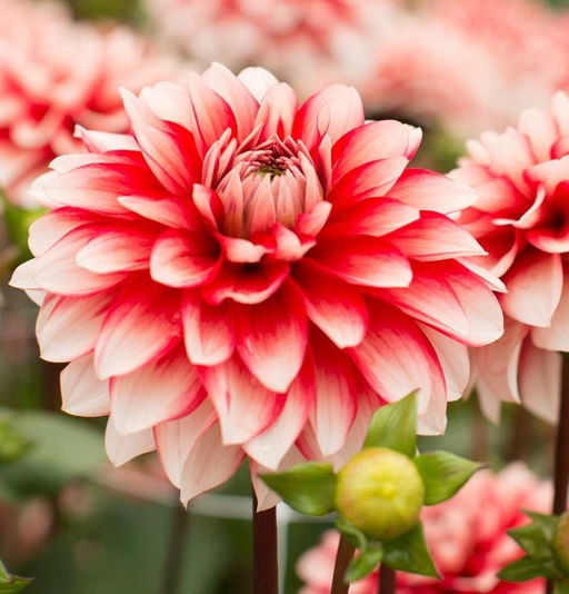 ГЕОРГИНА Ларрис Лав Разбор I Кол-во упак., шт 1