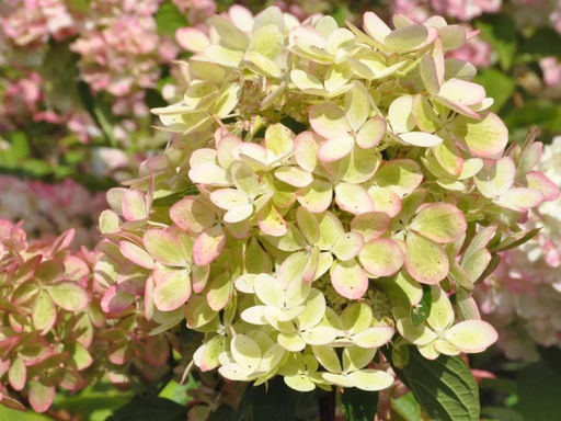 Гортензия метельчатая Pastel Green (Пастель Грин) - Долина роз фото 2