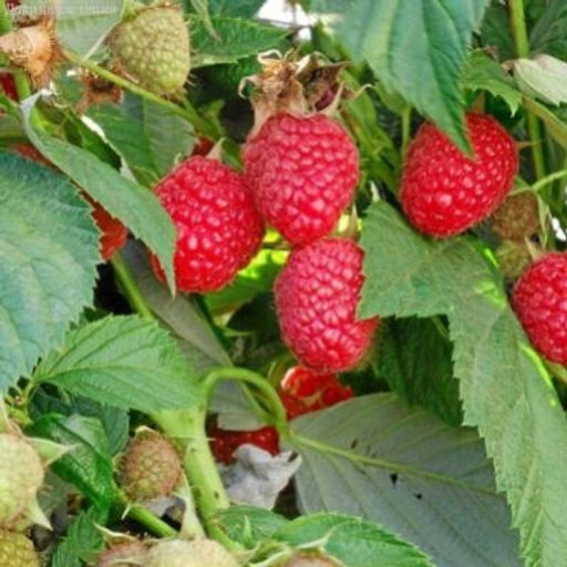 Малина Сенатор крупноплодная (коробка) 1шт