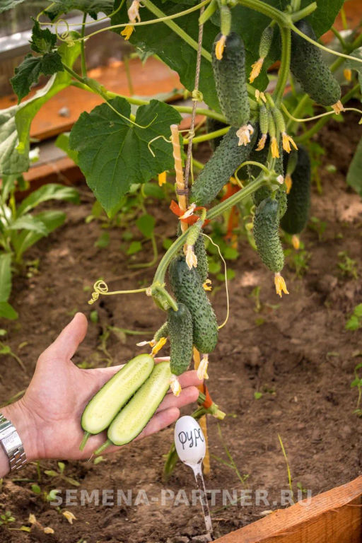 Огурец партенокарпический Фуро - Партнер фото 5