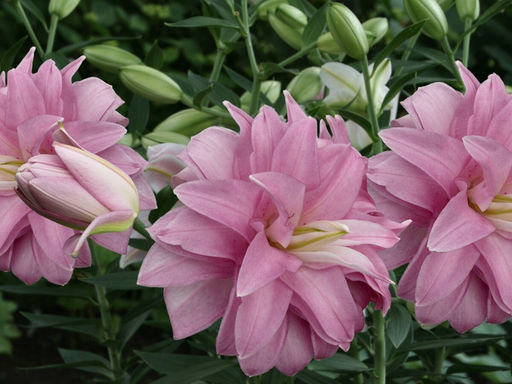 Лилия Лотус Бриз - Долина роз фото 3