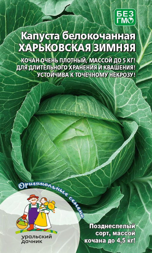 Капуста ХАРЬКОВСКАЯ ЗИМНЯЯ Кочан очень плотный, массой до 5 кг! Для длительного хранения и квашения! Устойчива к точечному некрозу!