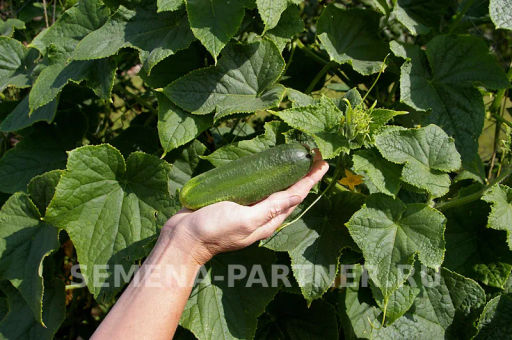 Огурец пчелоопыляемый Отело - Партнер фото 3