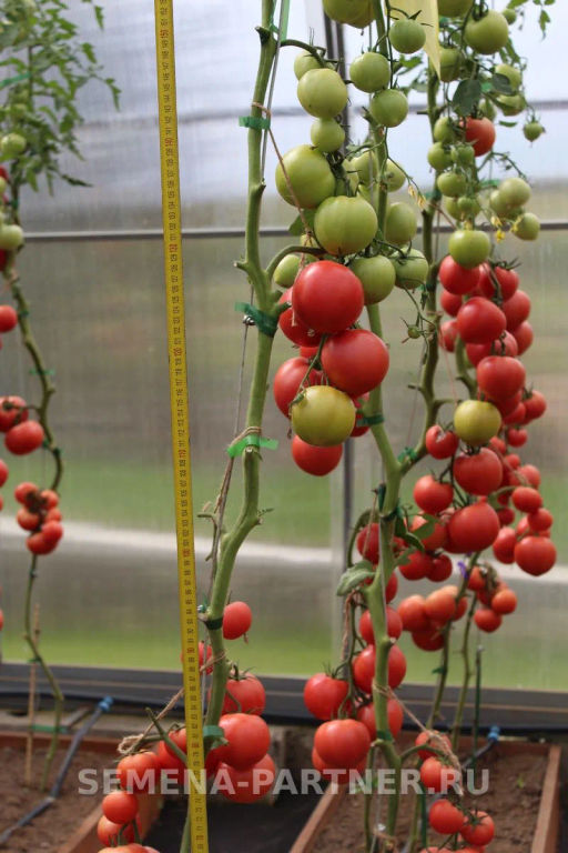 Томат Леди Роуз - Партнер фото 7