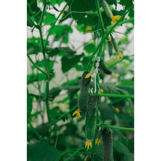 Цена за 3 шт. Кистедержатель, 9 см, набор 50 шт., Greengo фото 5