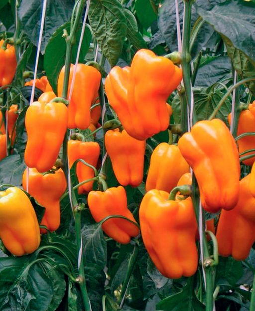 Перец ДРАЙВ F1  Рекомендуем! - Уральский дачник фото 2