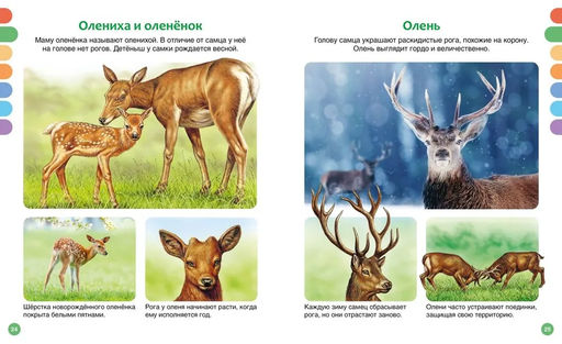 Животные разных стран. Бомон Э. - Издательство махаон фото 5
