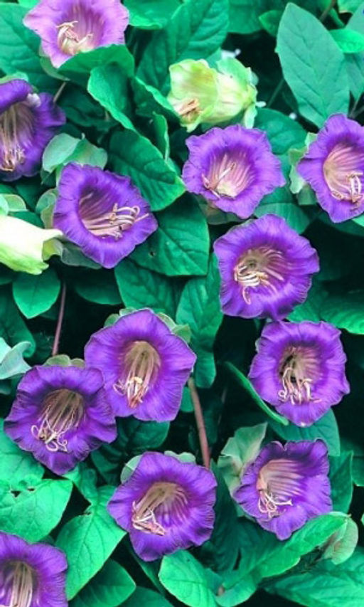 Кобея СКАНДЕНС