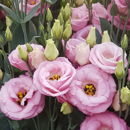 5202D Эустома крупноцветковая Арена F1 III Хот Пинк 5шт