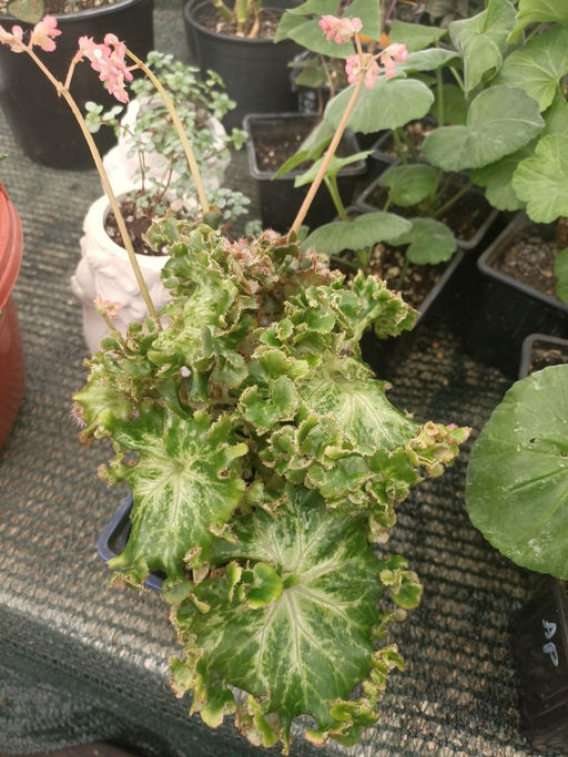 Бегония Криспа (кудрявая) - 1000корней фото 3