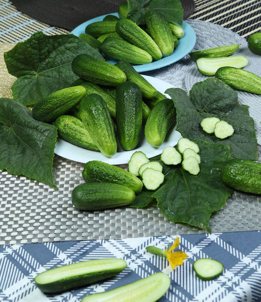 Огурец ЗОЛОТОЙ ЮБИЛЕЙ Компактный куст! Пучковая завязь! Зеленцы ароматные, крепкие, без пустот! Для маринования, засола и консервации! - Уральский дачник фото 3