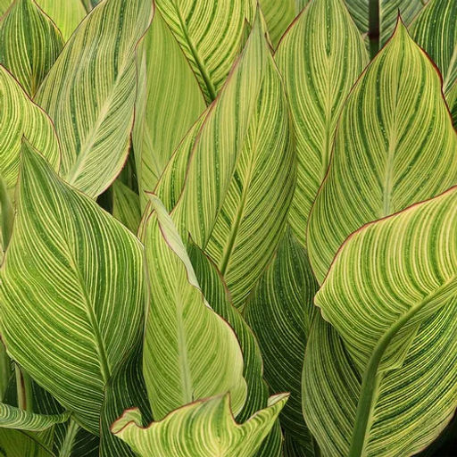 Канна Striata (Пестролистная) - Голландские луковицы фото 3