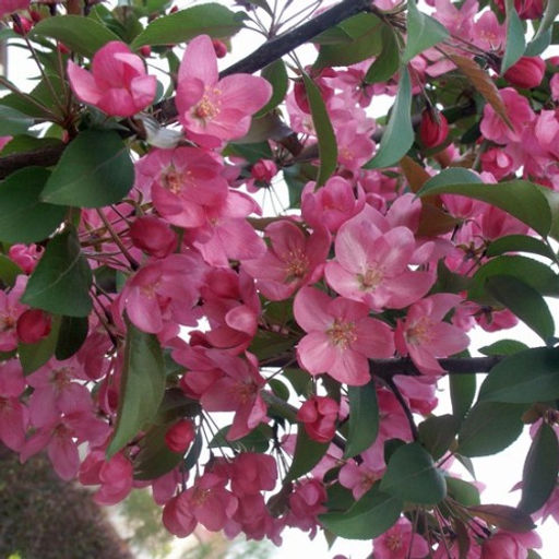 Яблоня Ола декоративная (саженец с этикеткой) 1шт