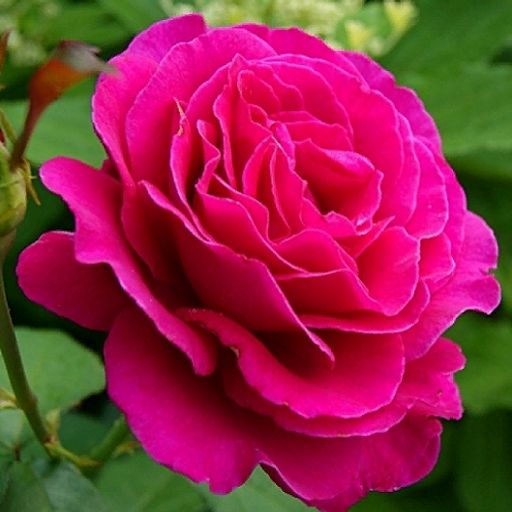 R297 МАЛИНОВЫЙ ЗВОН