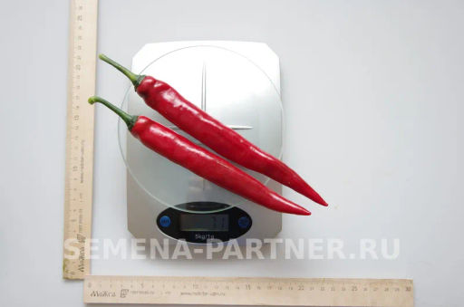 Перец острый Флорентина - Партнер фото 5