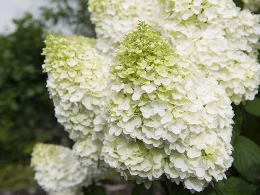 Гортензия метельчатая Magical Moonlight (Мэджикал Мунлайт) - Долина роз фото 2