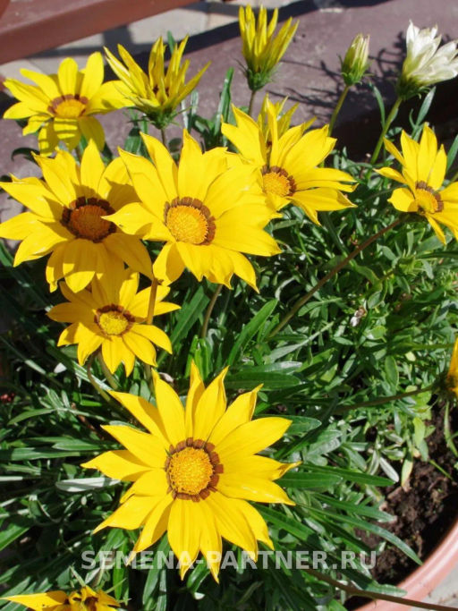 Гацания Майами Бич Микс - Партнер фото 4