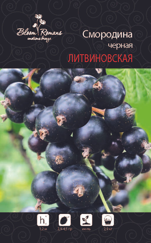 Смородина черная Литвиновская