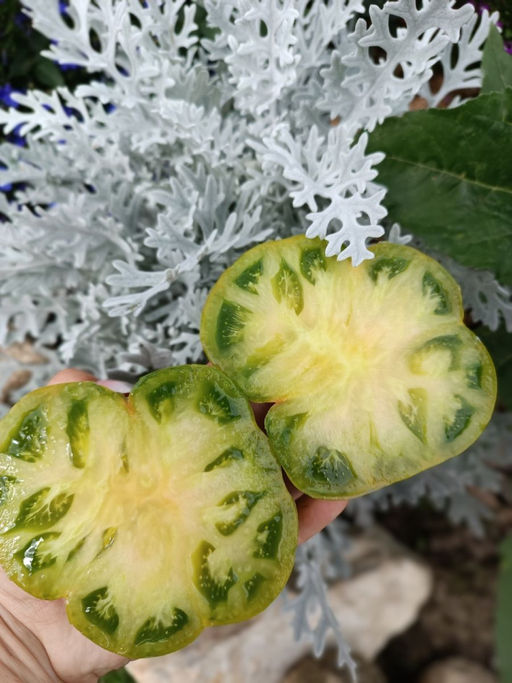 Томат ИРЛАНДСКИЙ ЛИКЁР F1 Высокая урожайность! Оригинальный цвет и вкус! - Уральский дачник фото 4