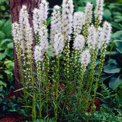 Лиатрис колосковидный белый (Spicata Alba) 10шт