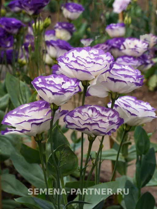 Эустома срезочная махровая голубая пикоти Мадам Шеро - Партнер фото 5