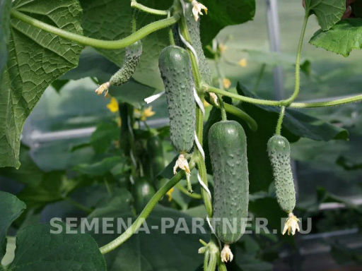 Огурец партенокарпический Шторм - Партнер фото 3
